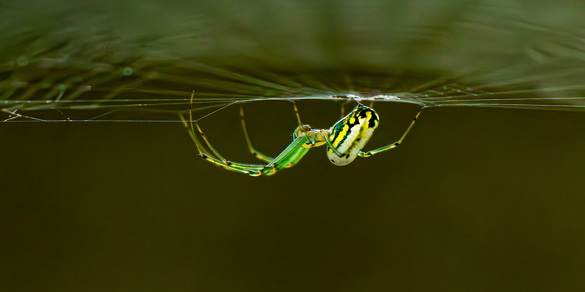 2nd PrizeOpen Nature In Class 2 By Lisa Mayo For Orchard Orbweaver Spinning Silk JAN-2026.jpg
